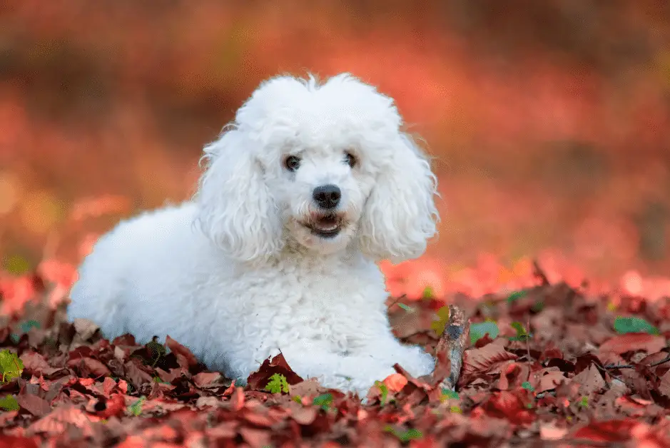 white poodle