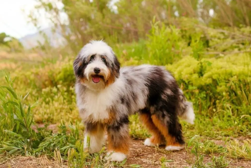 Australian Shepherd Poodle Mix Aussiedoodle or Aussiepoo