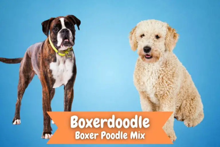Boxerdoodle Dog Breed Information Boxer Poodle Mix (1)