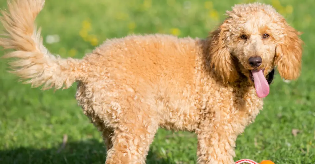 Apricot Poodle