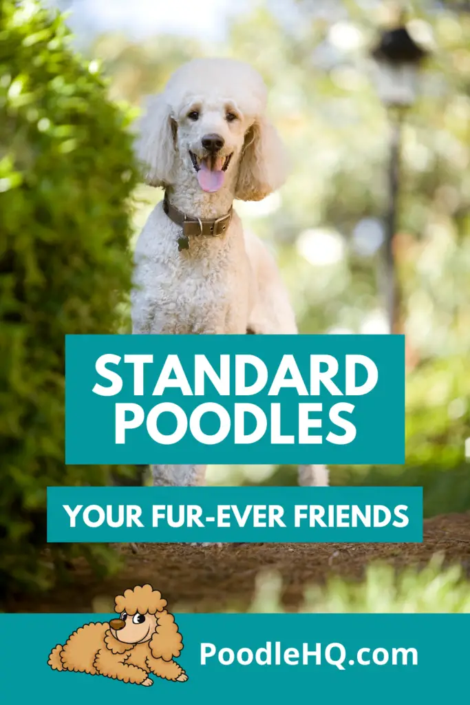 Standard Poodles Pin