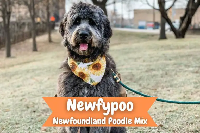 Newfypoo Dog Breed - Newfoundland Poodle Mix