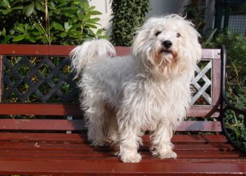 Westiepoo – West Highland Terrier Poodle Mix
