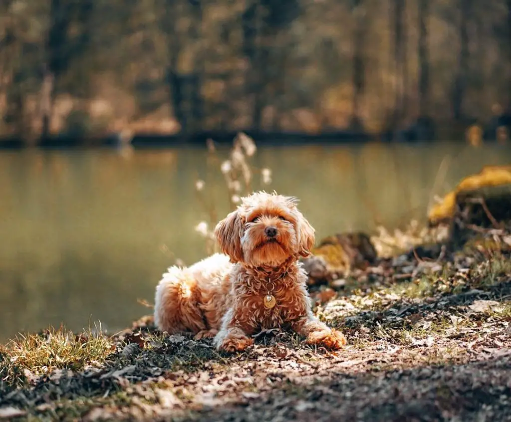 What Is Havapoo - Havanese Poodle Mix