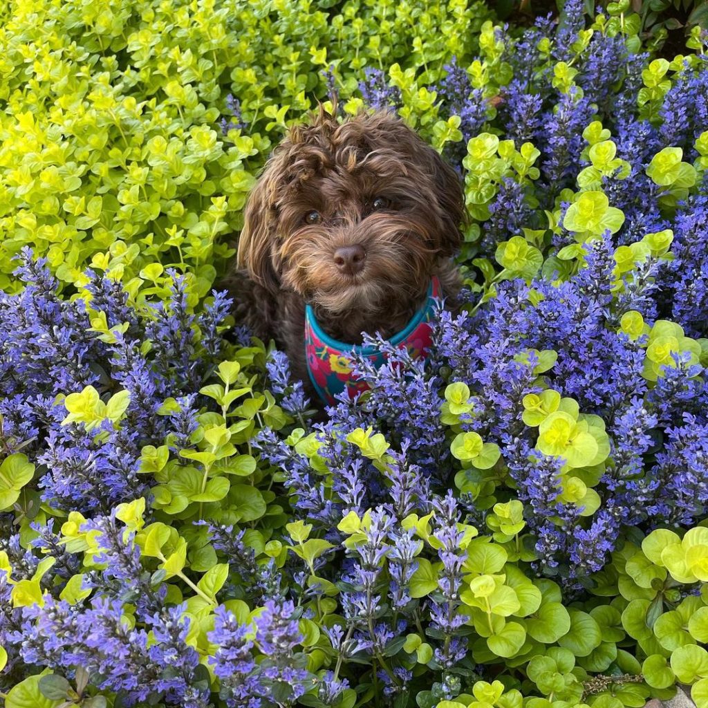 Havapoo Poodle Mix