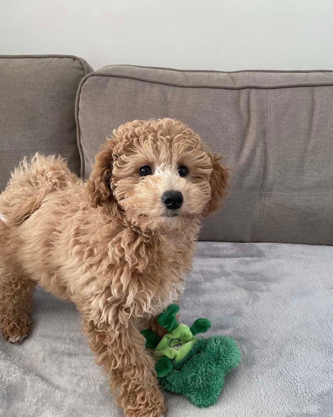 Poochon - Bichon Poodle Mix | PoodleHQ