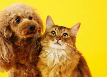 Poodles And Cats: Can They Get Along?