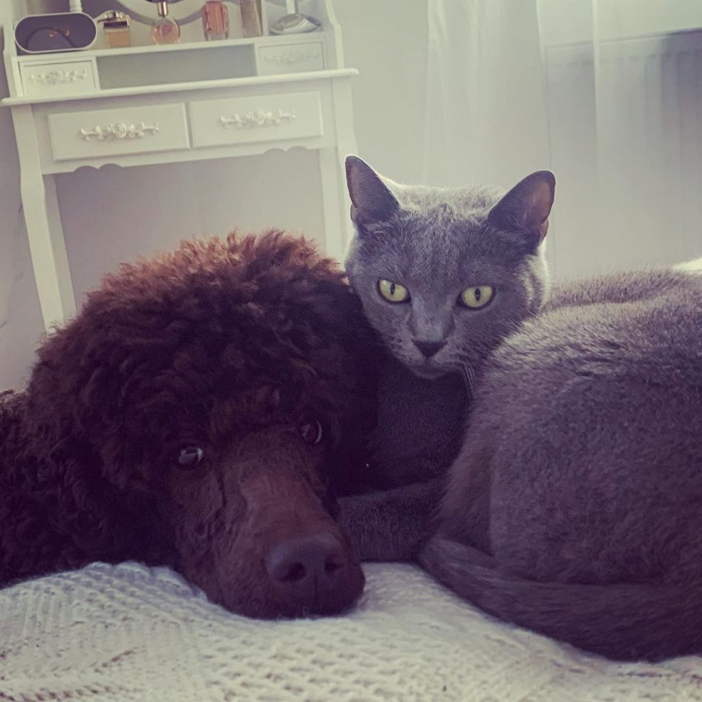 Are Miniature Poodles Good With Cats