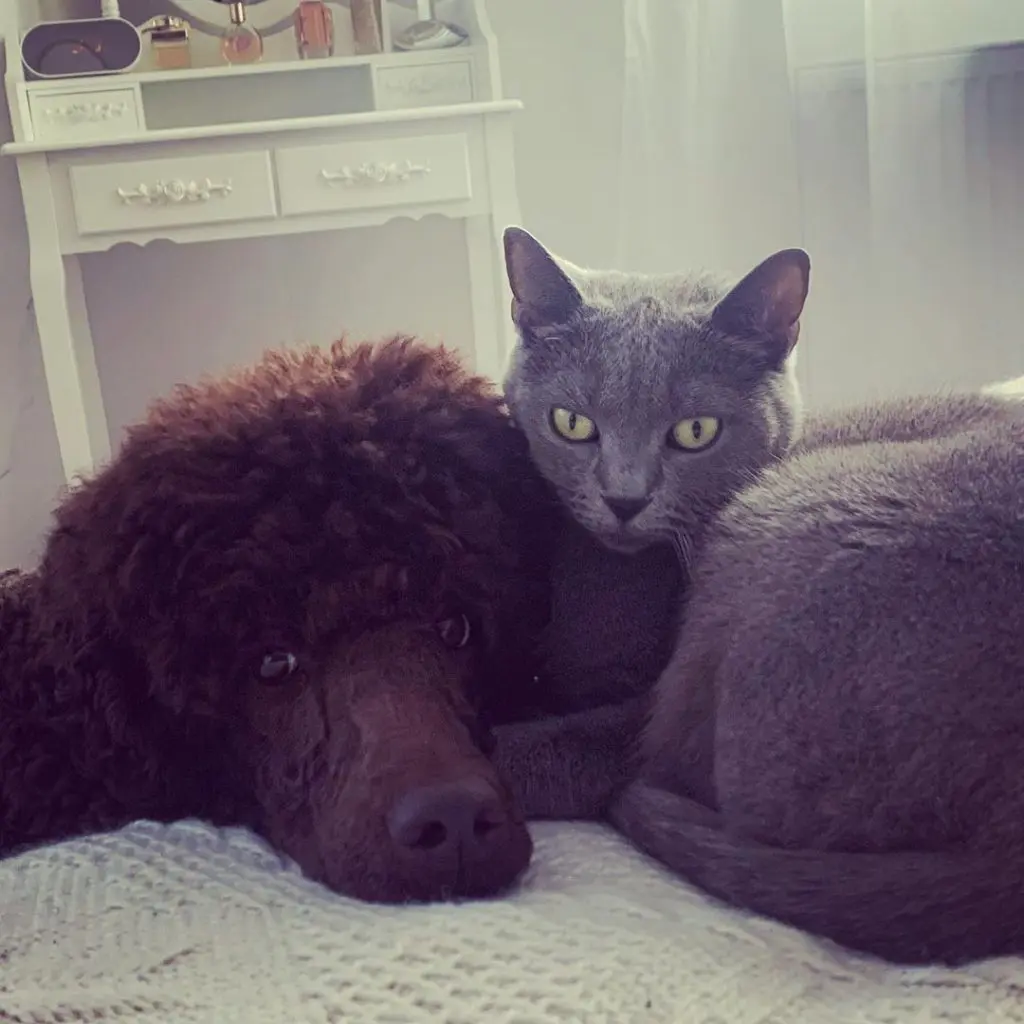 Poodle And Cat