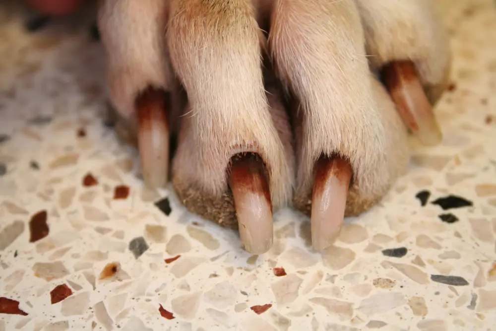 Dog Nails Fungal Disease