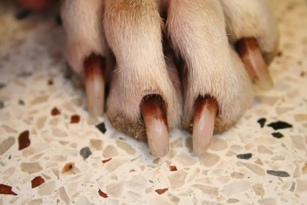 dog nails fungal disease