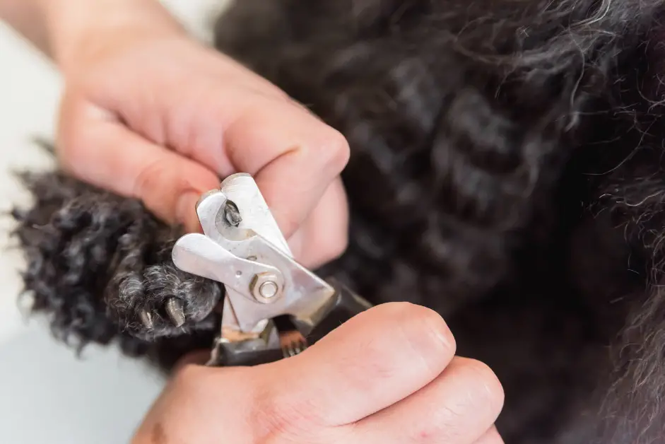 trimming poodle nails