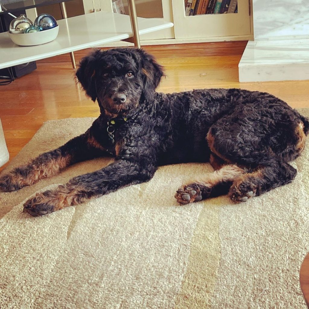 Rottle - Rottweiler Poodle Mix
