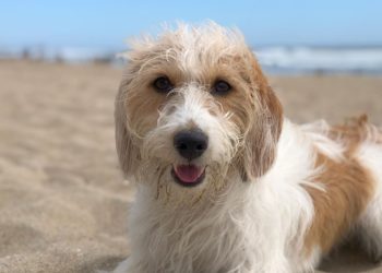 Terripoo – Australian Terrier Poodle Mix