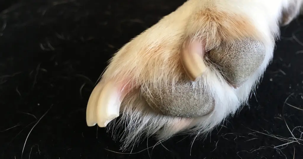 how can i make my dogs nails stronger