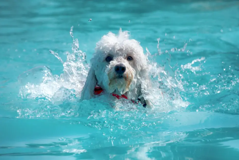 Poodle Swimming In Water