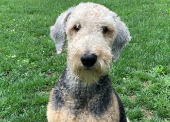 Airedoodle – Airedale Terrier Poodle Mix
