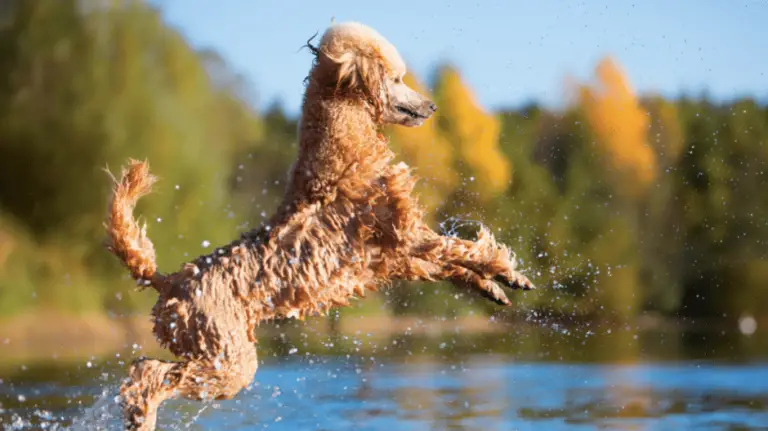 Do Poodles Like Water