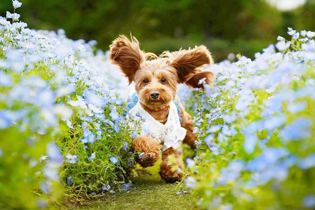 do doxiepoo shed