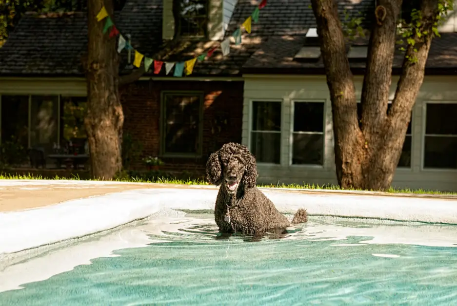 Do Poodles Like Water
