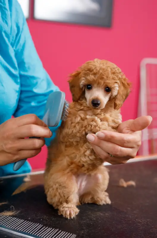 Do Poodles Shed: 8 Things You Need To Know Of This Breed