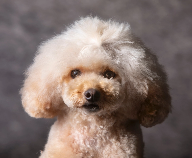 why do poodles shed