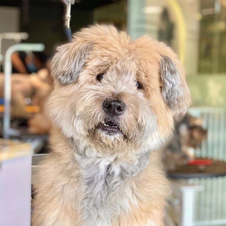 Chow Chow Poodle Mix