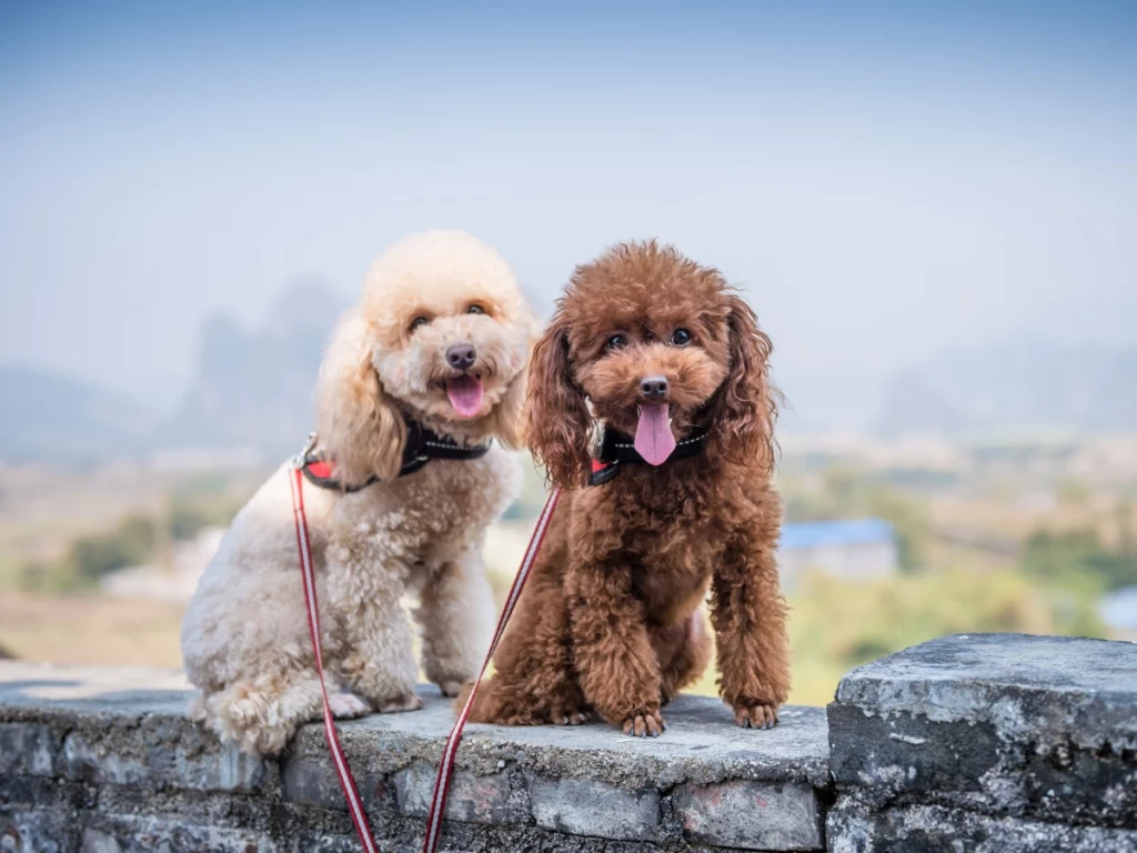 are male or female toy poodles better