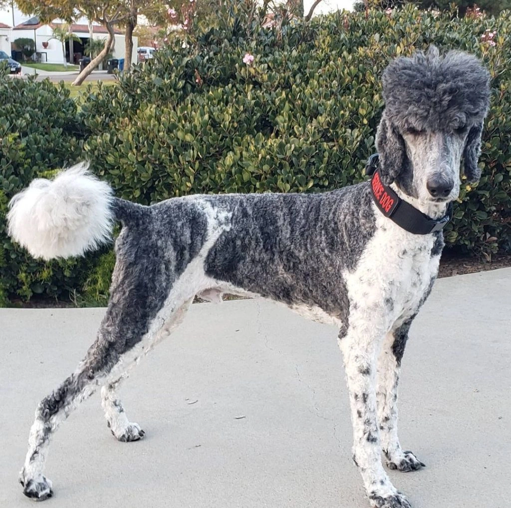 Giant Royal Standard Poodle