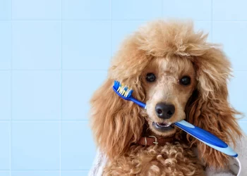 Poodle Teeth: How To Keep Them Healthy And Clean