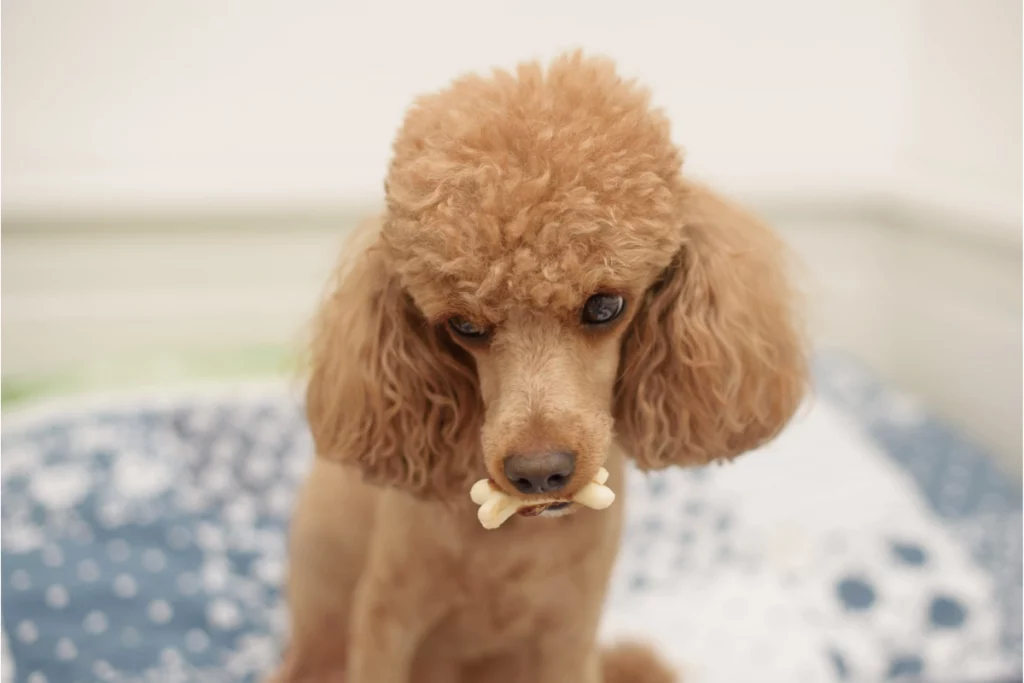 how to wash poodle face