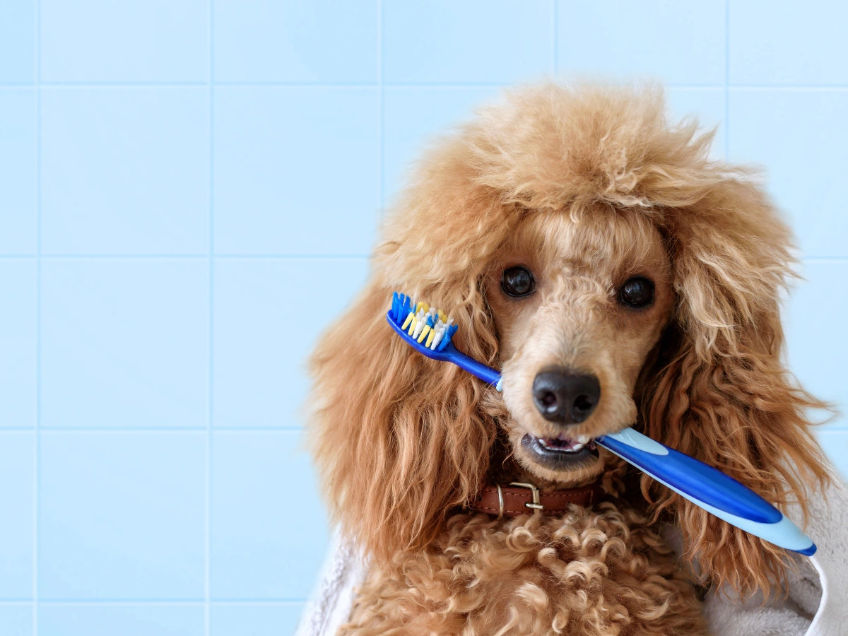 Poodle Teeth: How to Keep Them Healthy and Clean