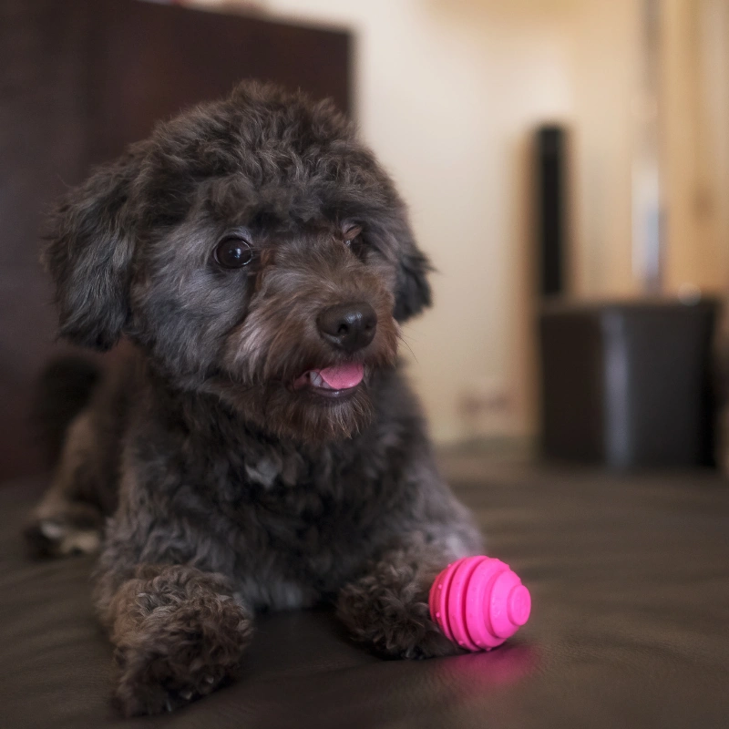 poodle with toy