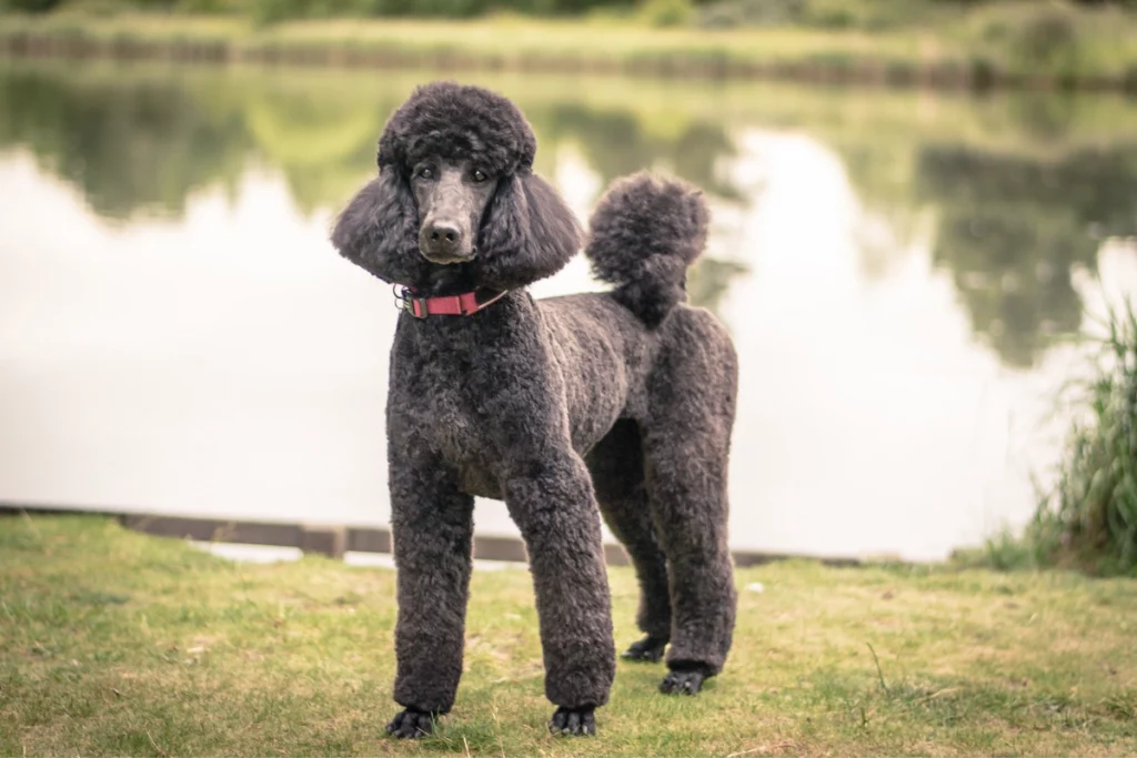 Black standard poodle