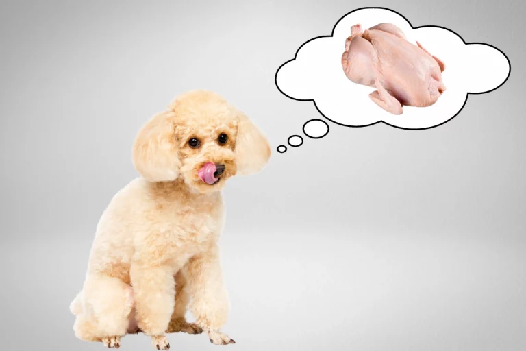 Poodle Eating Chicken Meat