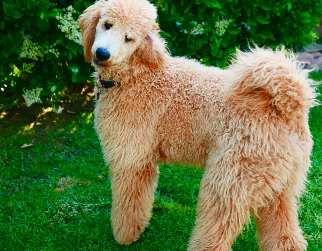 apricot poodle with natural tail