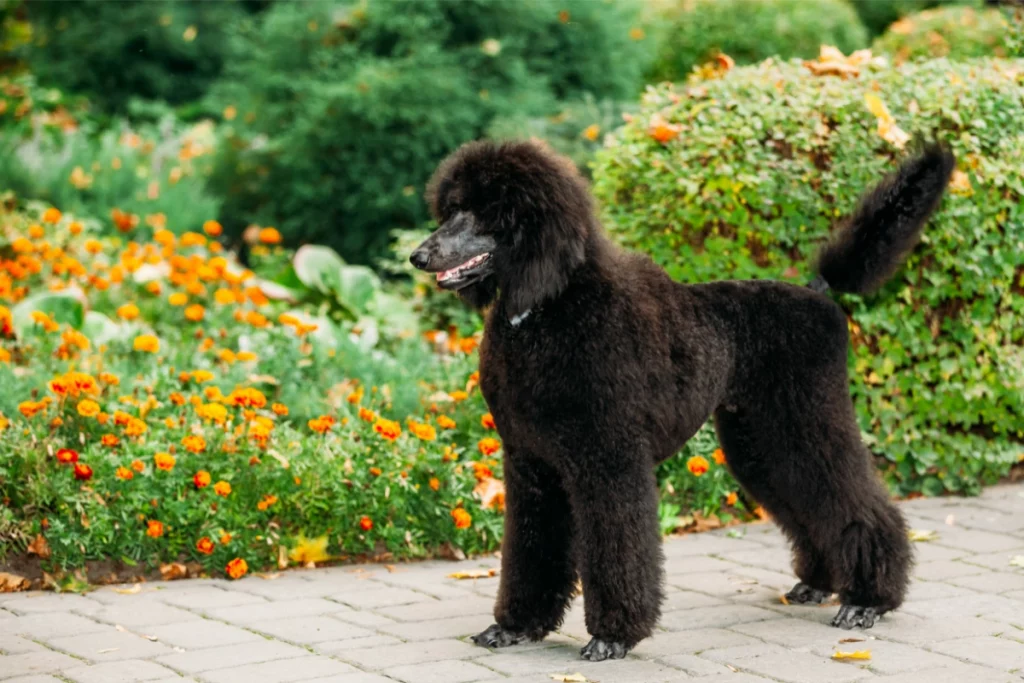 black standard burebred poodle