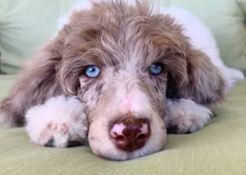 Which Poodles Have Blue Eyes And How Common It Is?