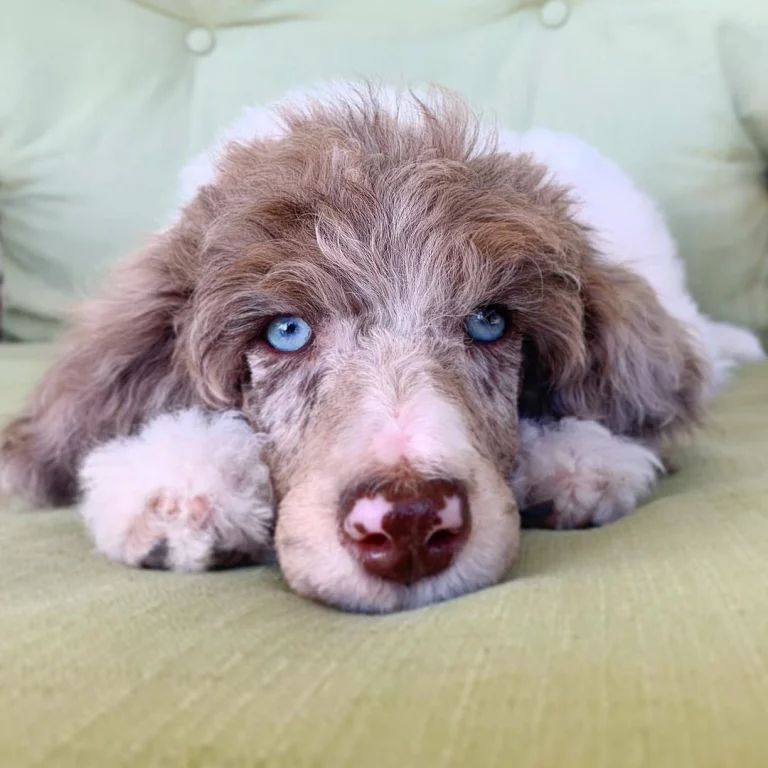 Blue Eyed Poodle