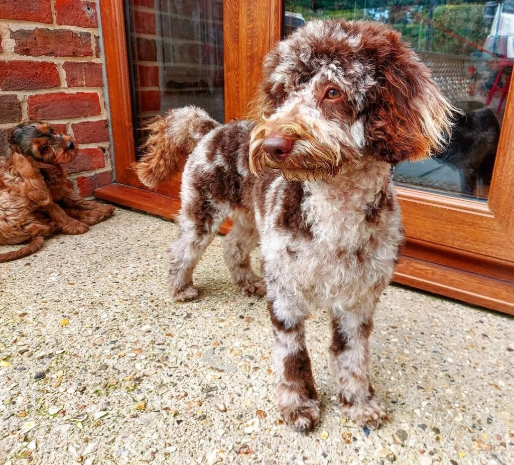 Brown Merle Poodle