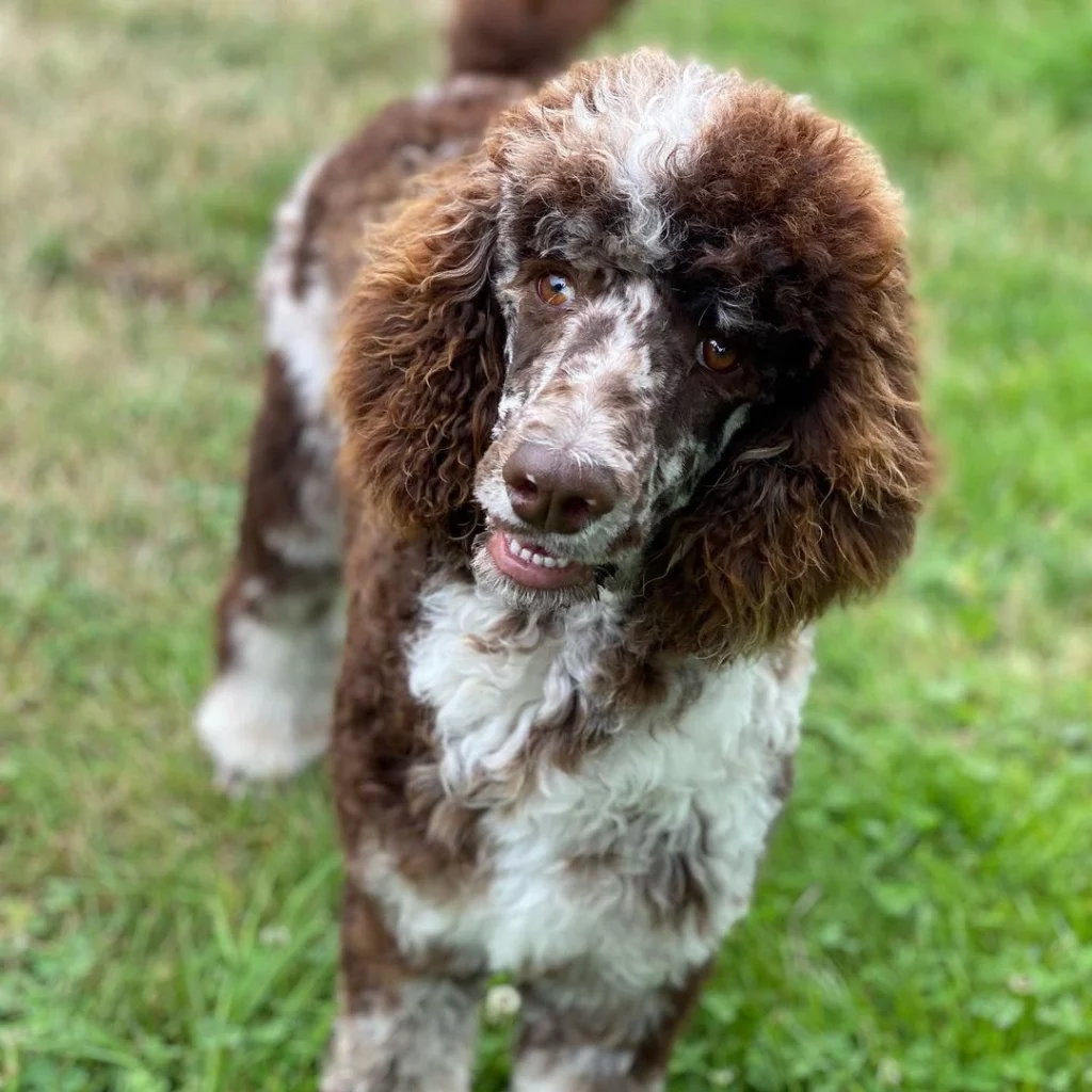 brown merle poodle face