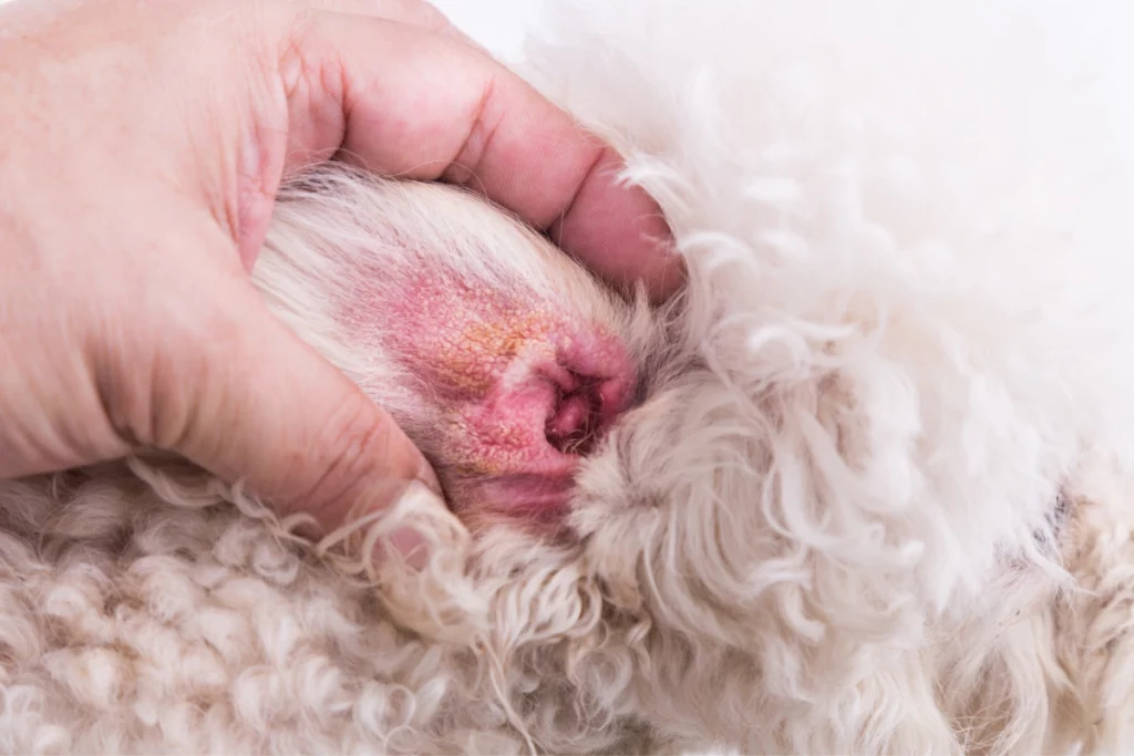 Dry Skin On Poodles Ear