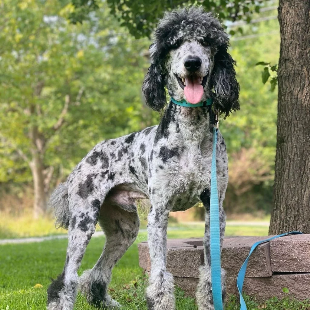 merle poodle on a leash