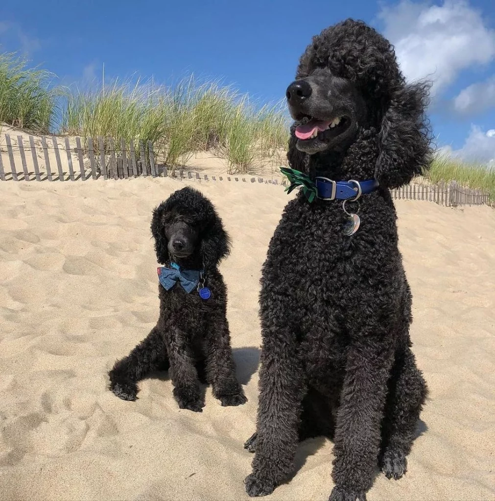 Miniature And Standard Poodles