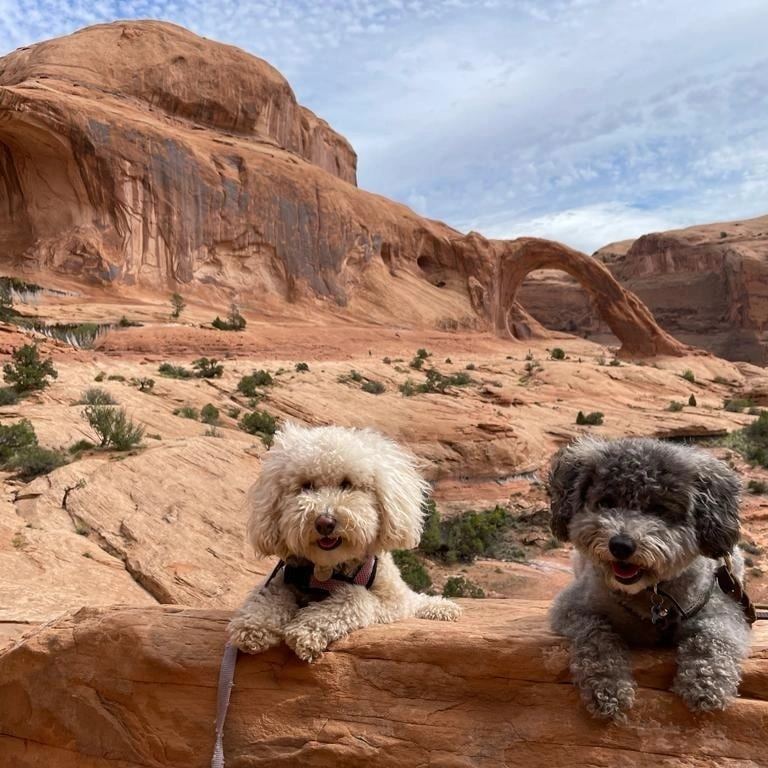 miniature poodle and a toy poodle