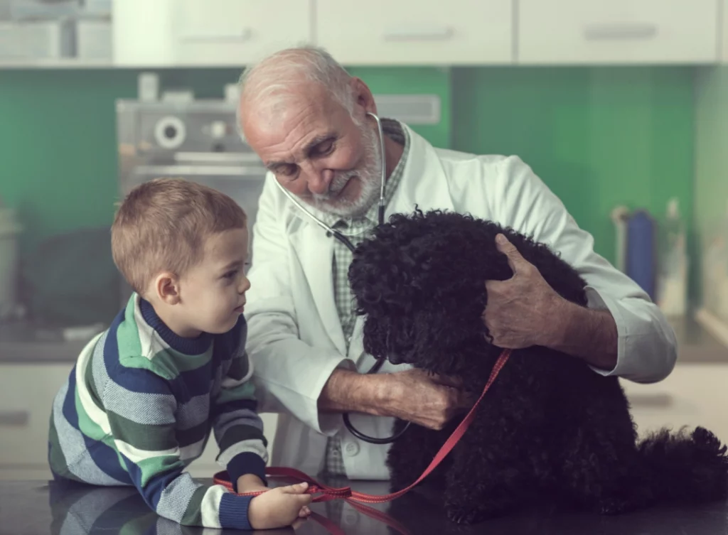 Miniature poodle in a vet