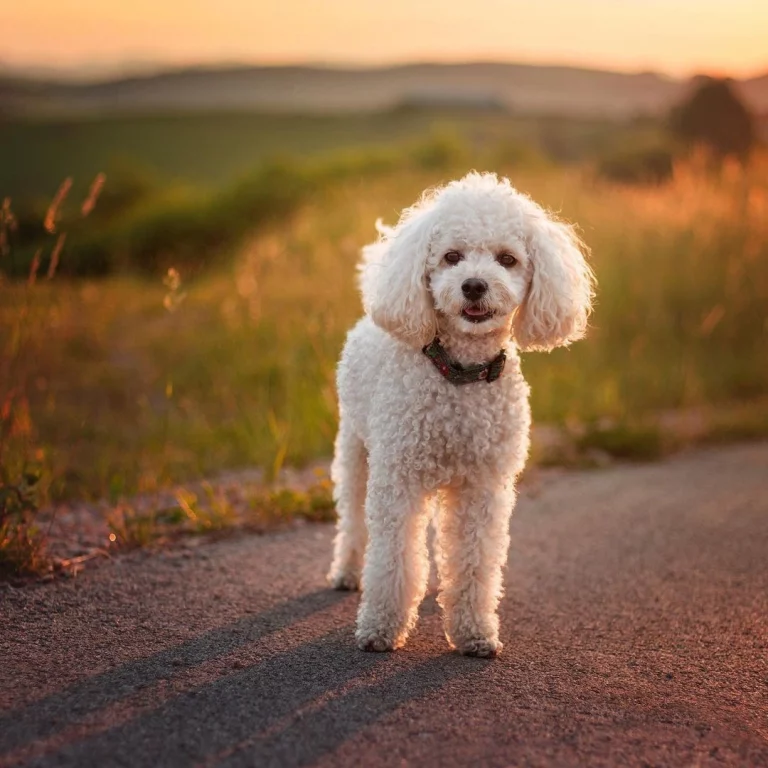 Miniature Poodle Weight
