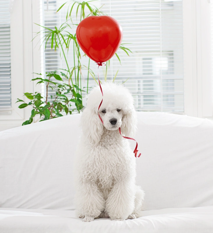 Miniature Poodle With A Baloon