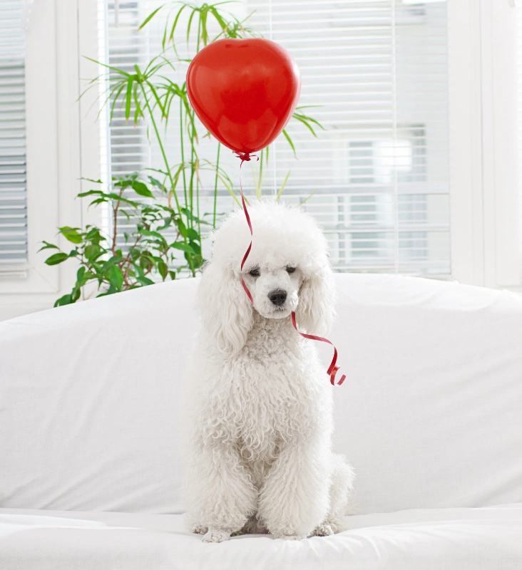 miniature poodle with a baloon