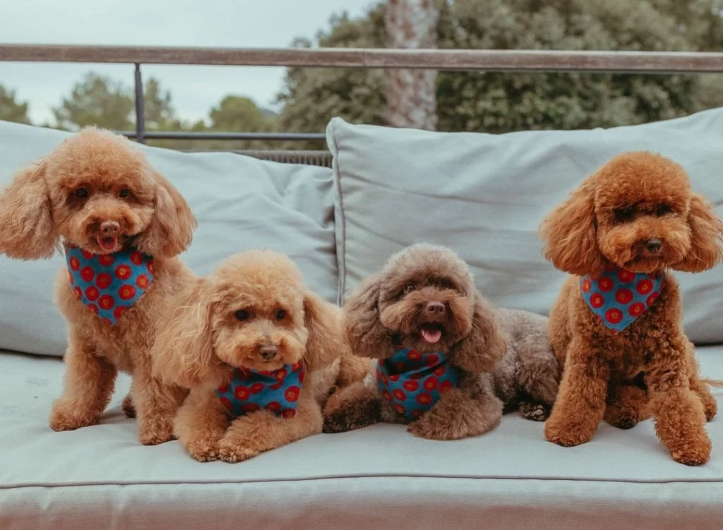 miniature poodles